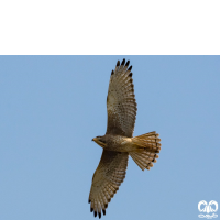 گونه سارگپه چشم سفید White-eyed Buzzard